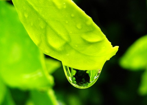 Picture of water drop on leaf